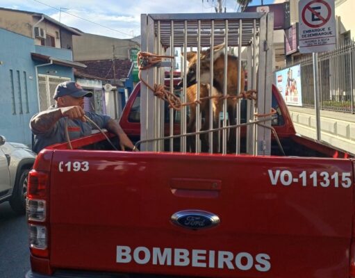 Lobo-guará é resgatado pelo Corpo de Bombeiros dentro da UNISAL em Lorena