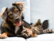 Guaratinguetá realiza novo mutirão de castração gratuita para cães e gatos