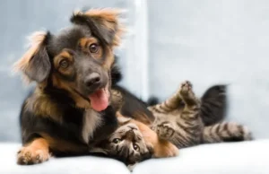 Guaratinguetá realiza novo mutirão de castração gratuita para cães e gatos