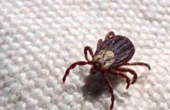 Estado de São Paulo registra 18 mortes por febre maculosa em 19 casos confirmados